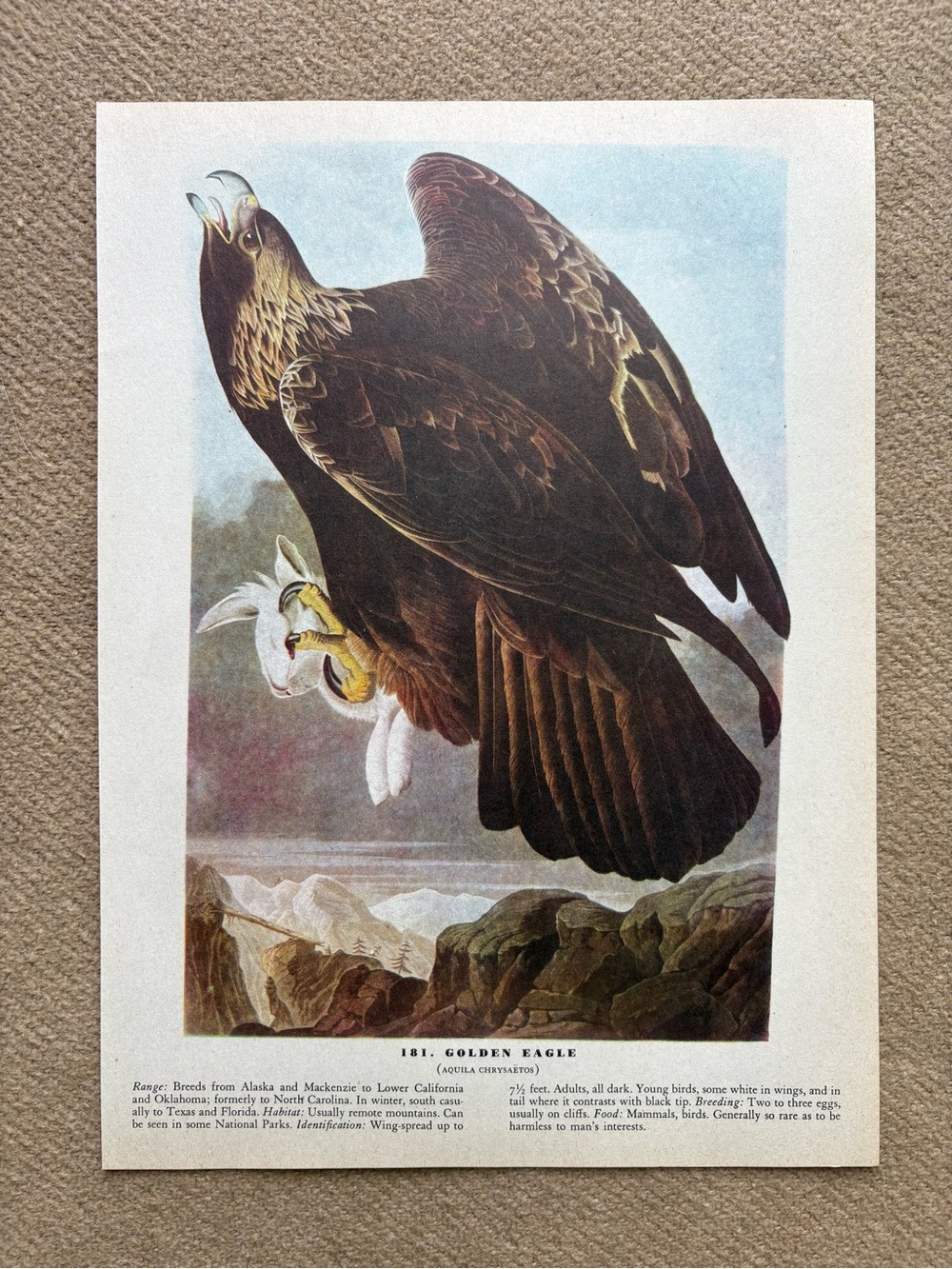Audubon Golden Eagle Art Lithograph- Full Color Illustration